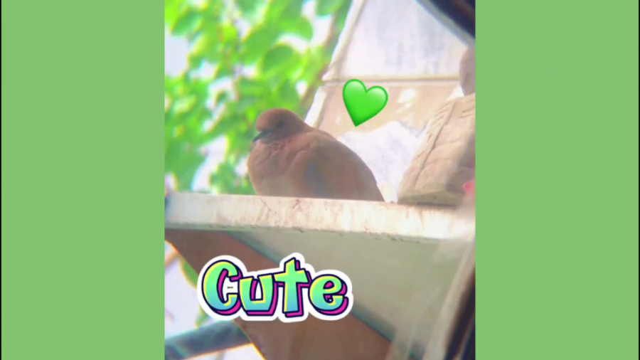 لونه کردن پرنده های بامزه روی...