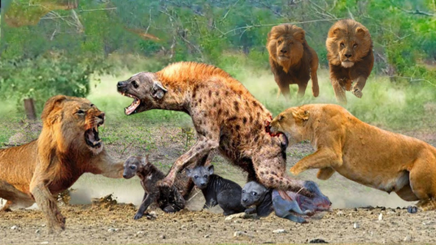 جنگ خونین حیوانات  حمله ناگهان...