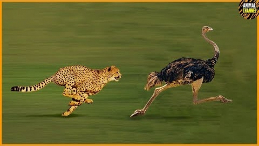 حیوانات حیات وحش  نبرد دیدنی ب...