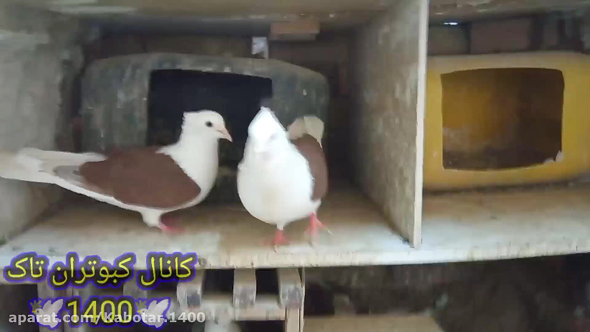 دان دادن به کبوتر جوجه کشی