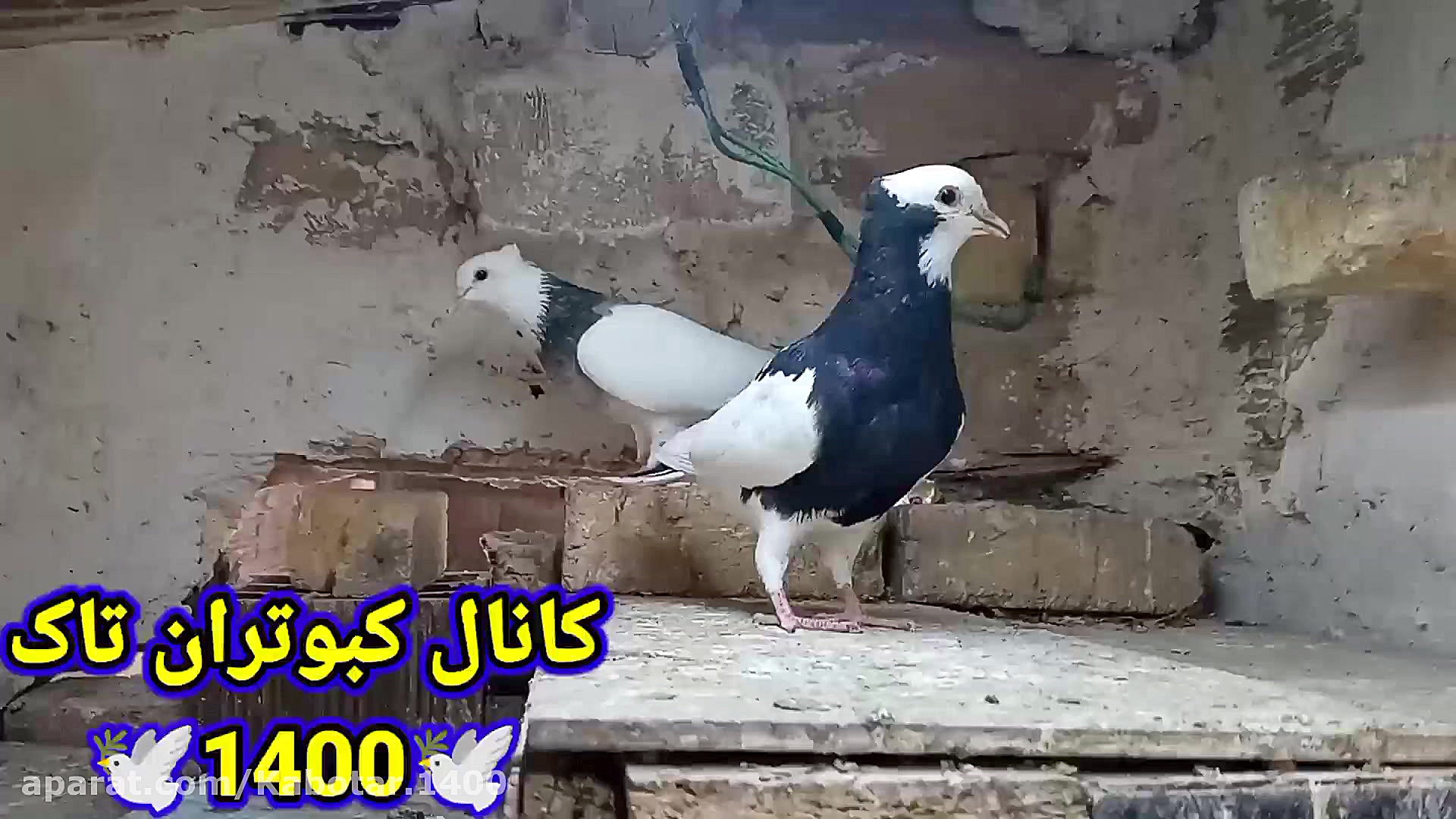 چند نکته در مورد کبوتر طوقی