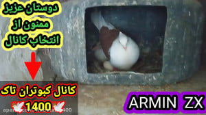 چند نکته در مورد تخم کبوتر