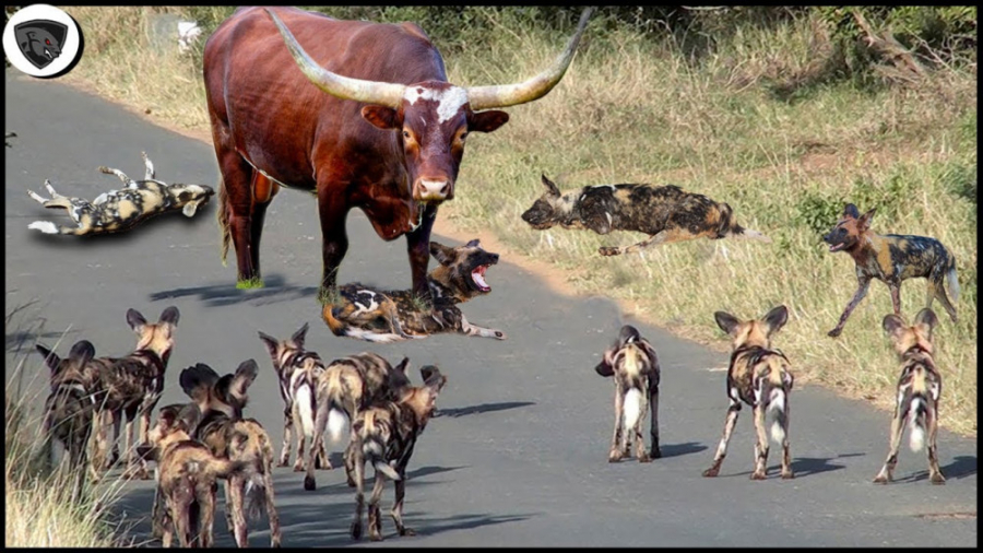 سگ های وحشی تشنه به خون ، حمله...