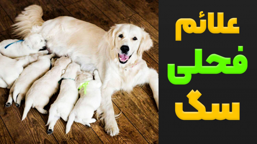 علائم فحلی و پریود شدن در سگ ه...