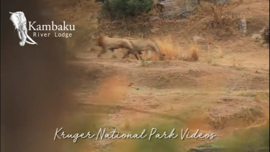 فیلم کامل نبرد نهایی شیر شاه د...