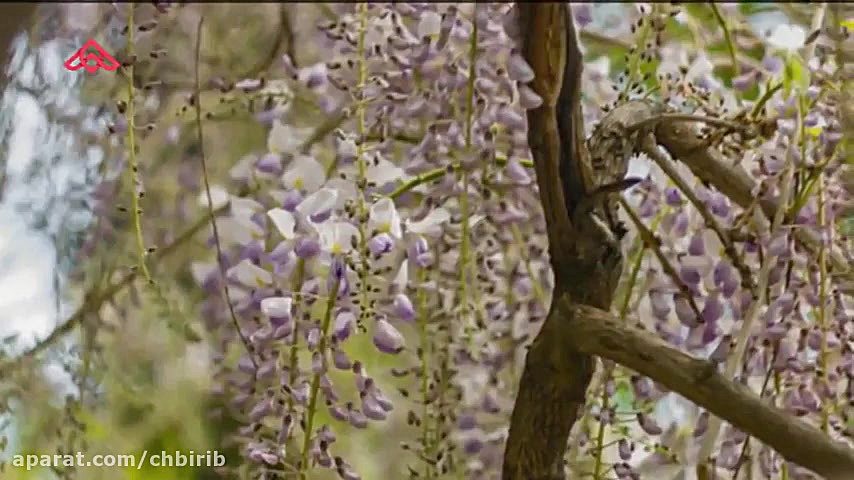 موزیک ویدئو خنده دار  لبخند