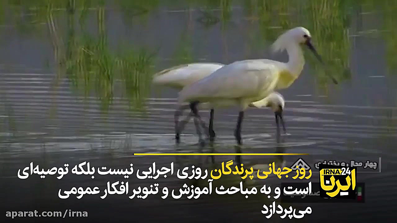 نور شب و پرندگان سرگردان