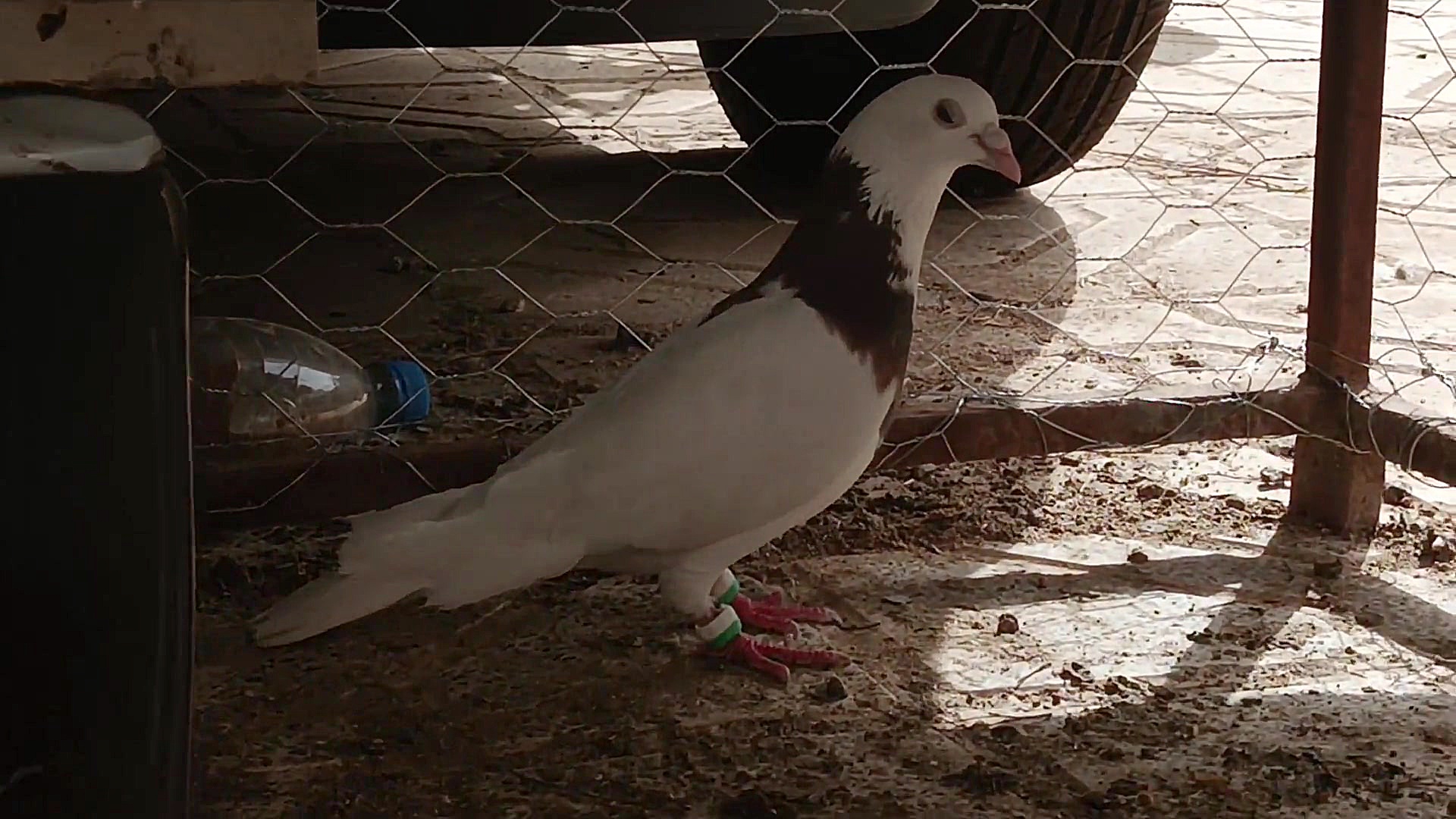 نمایشی از کبوتران طوقی