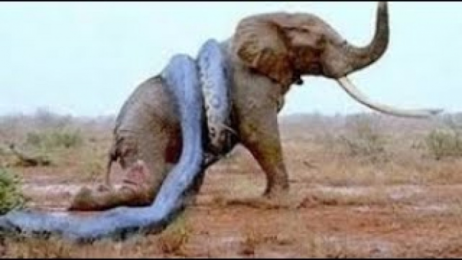 جنگ و نبرد حیوانات وحشی  حمله...