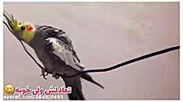 سلام برگشتم معذرت با کلی ویدیو...