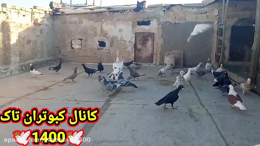 نمایشی از پروندن کبوترای جوجه...