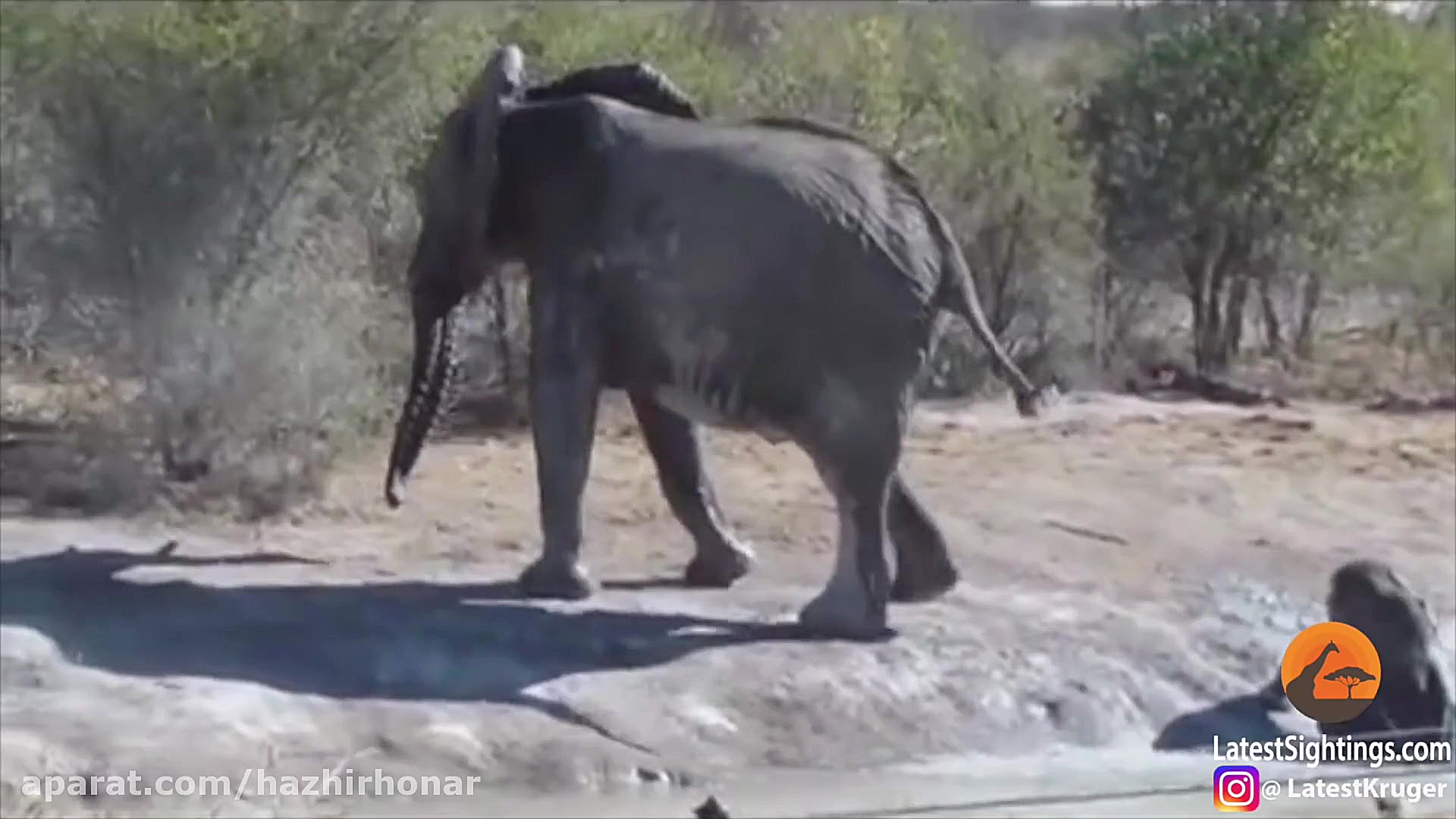 فیلها نجات  محافظت برترین لحظه...