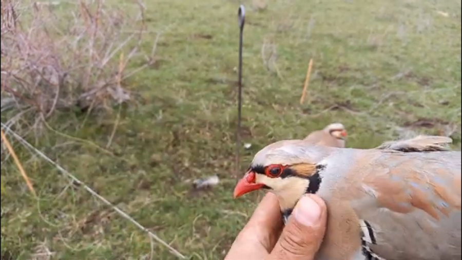 کلیپی فوق العاده زیبا از شکار...