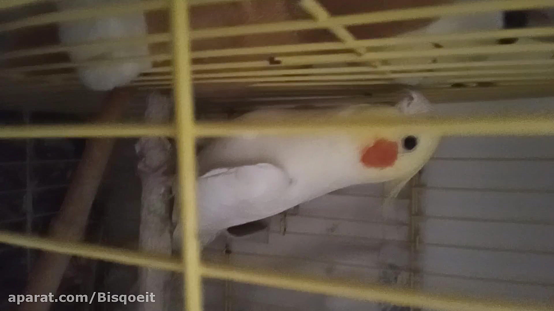 فیلم حرف زدن عروس هلندی