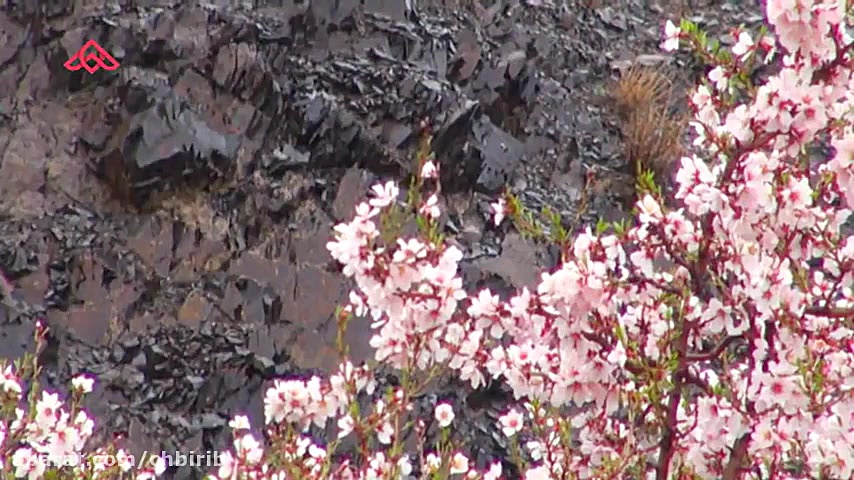 موزیک و یدئو جدید همایون شجریا...