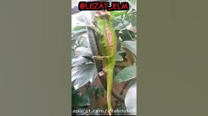 لحظه بدنیا آمدن نوزاد آفتاب پر...