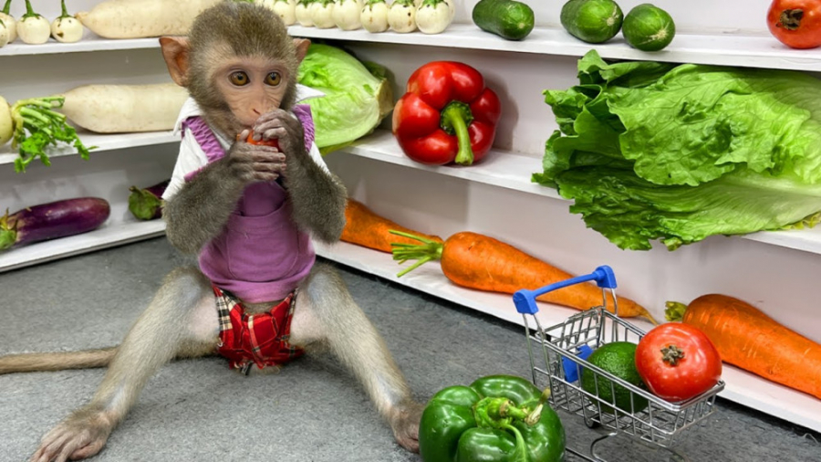 برنامه کودک بچه میمون  داستان...