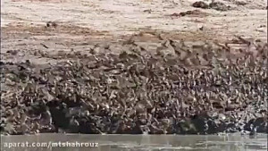 کــــارتـــون باب اسفنجی زیـــ...
