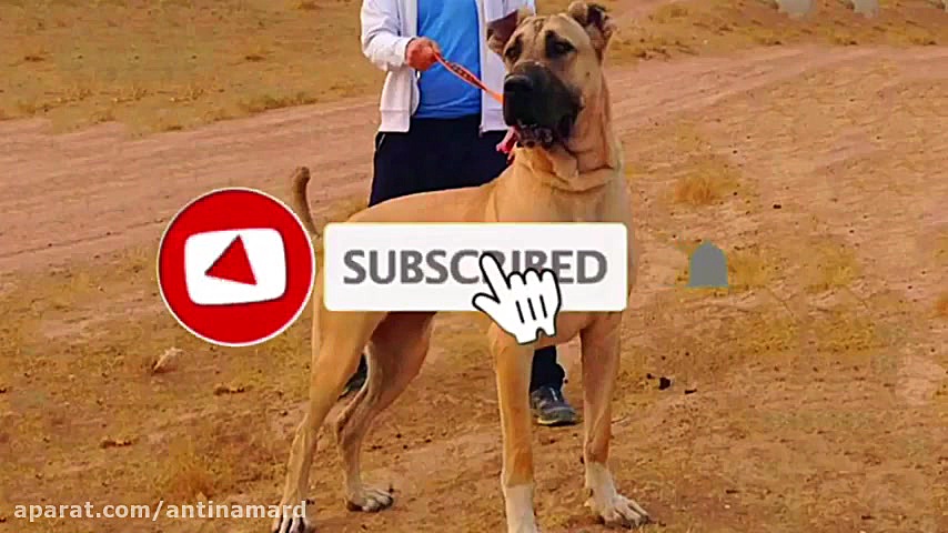 سگ سرابی  ویژگی های سگ سرابی...