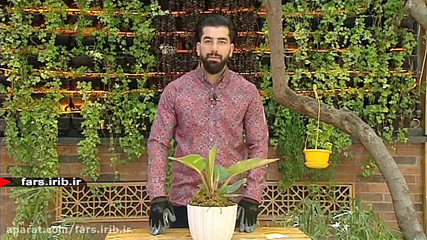 پرورش و تکثیر گیاه زیبای &quot...