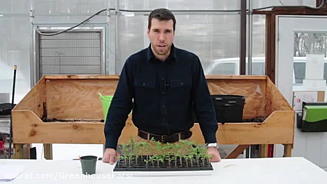 پیوند زدن گوجه فرنگی