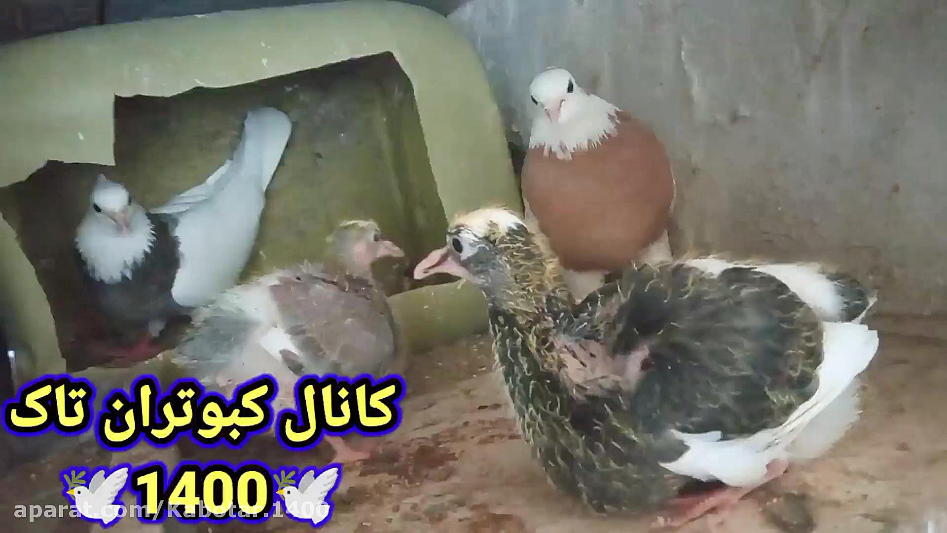 نمایشی از کبوترای طوقی به همرا...