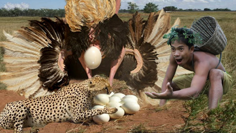 حیوانات وحشی | شتر مرغ دیوانه...