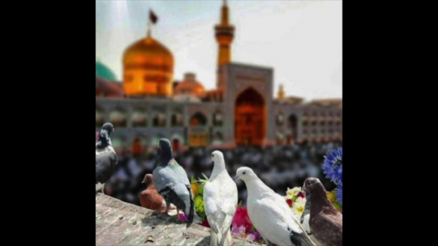 آهنگ امام رضا (ع)  کلیپ امام ر...
