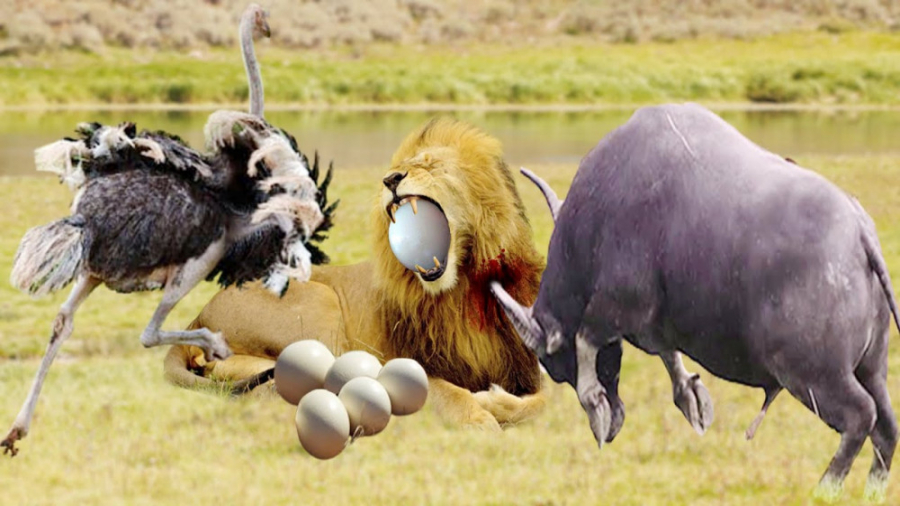 جنگ نفس گیر حیوانات  شتر مرغ د...