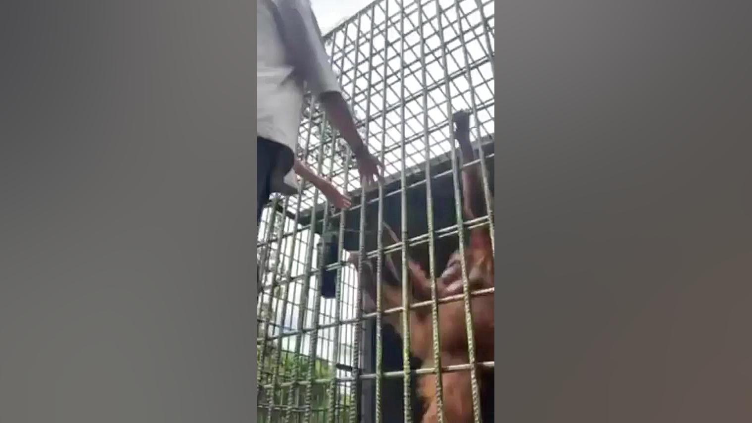 میمون وانسان