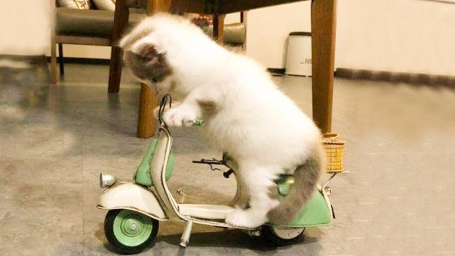 کلیپ طنز گربه های خانگی ، طنز...