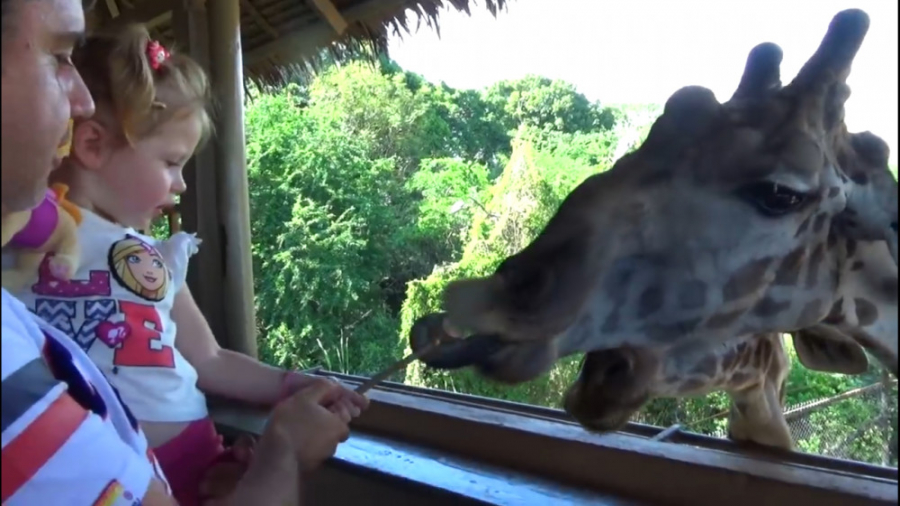 برنامه کودک نستیا  نستیا در پا...