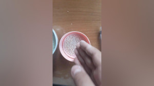 غذای جوجه گنجشک