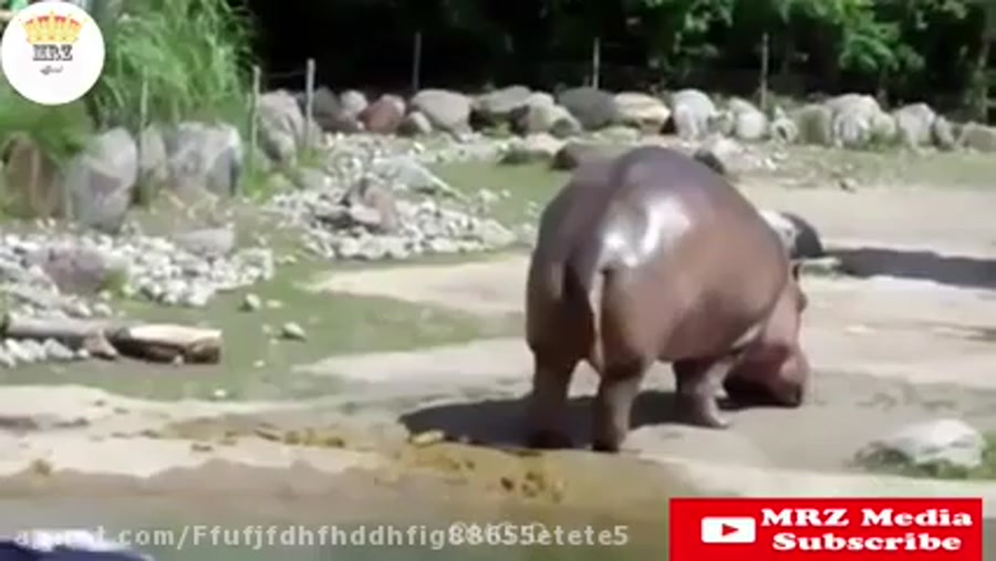 فیلم خنده دار گوز زدن حیوانات