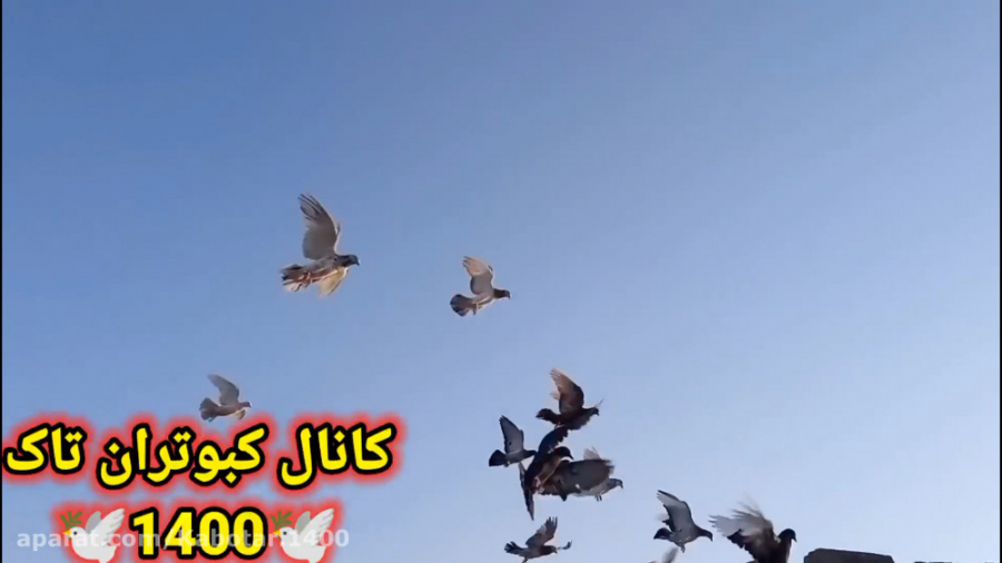 کفتر بازی همون چاشنی بازی