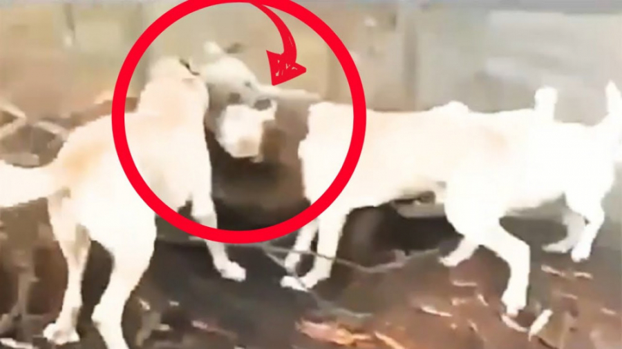 حمله دیدنی سگ های کانگال  خرس...