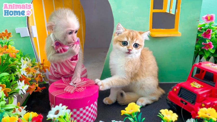 گربه کوچولو یک هدیه ویژه به می...