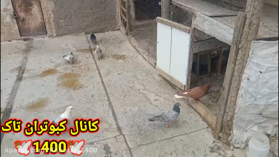 چند نکته در مورد جلد بودن کفتر...