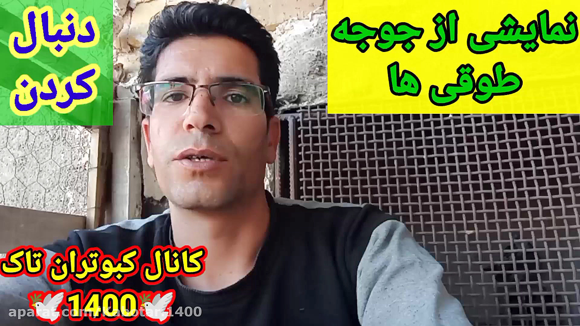 نمایشی از جوجه طوقی ها
