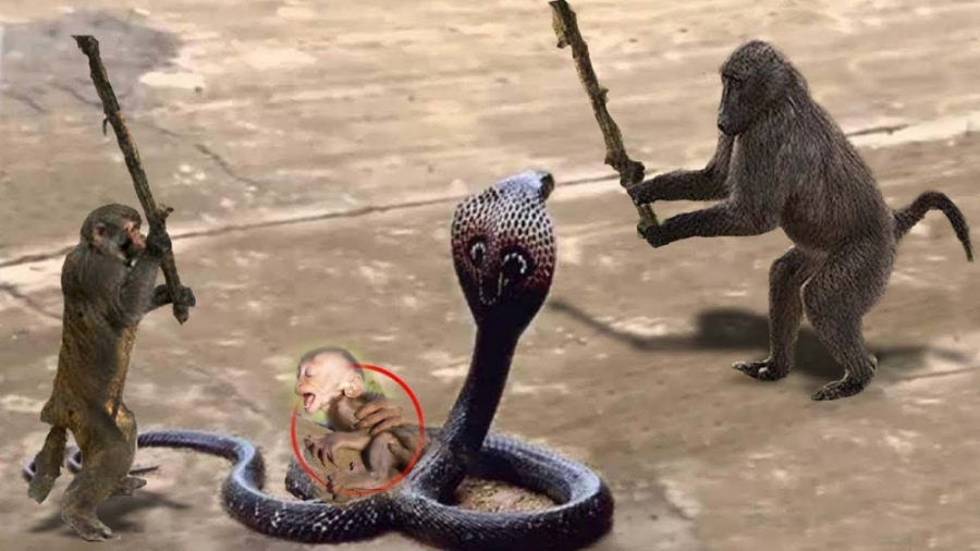 بابون ها در مقابل مار کبری | ج...