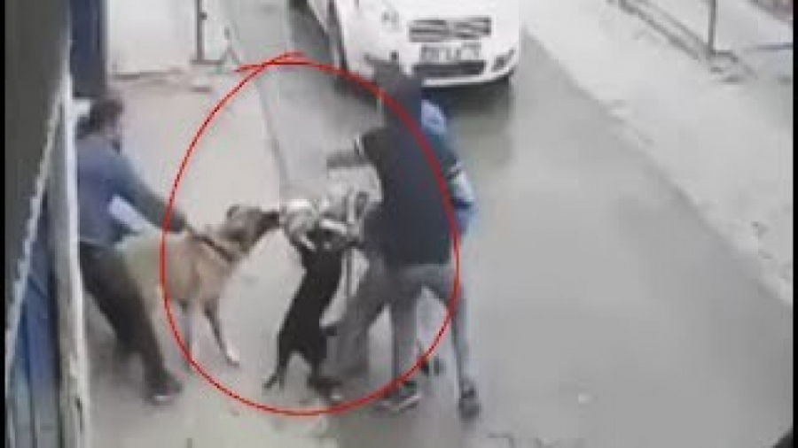 جنگ دیدنی کانگال و پیت بول | ن...