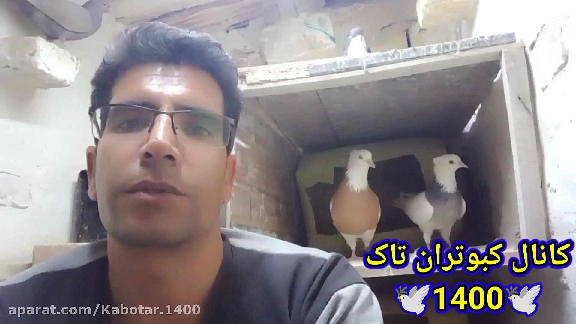 چکار کنیم تا کبوتر تخم نکنه وا...