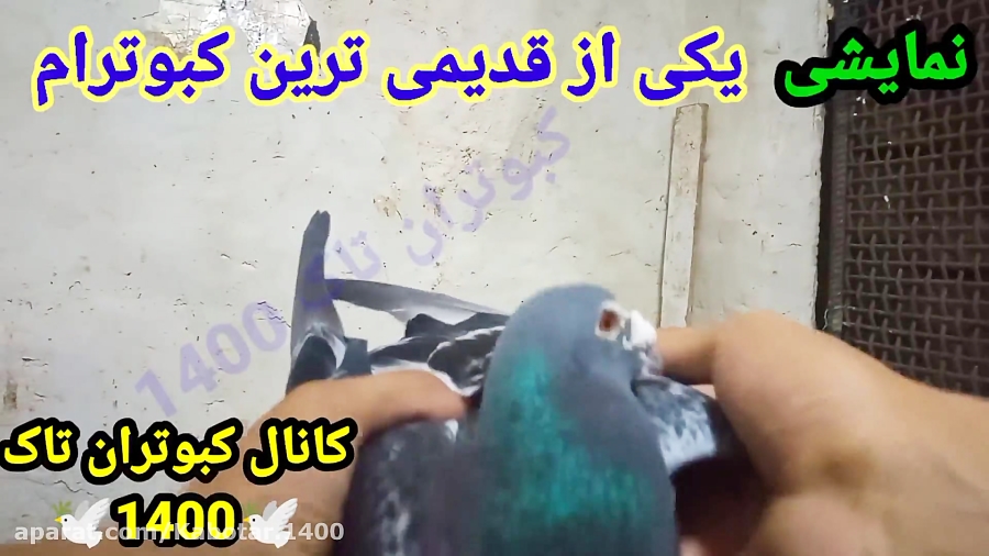 نمایشی از قدیمی ترین کبوترم