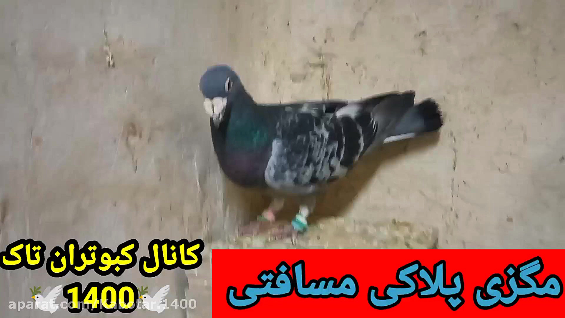 نمایشی از قدیمی ترین کبوترم