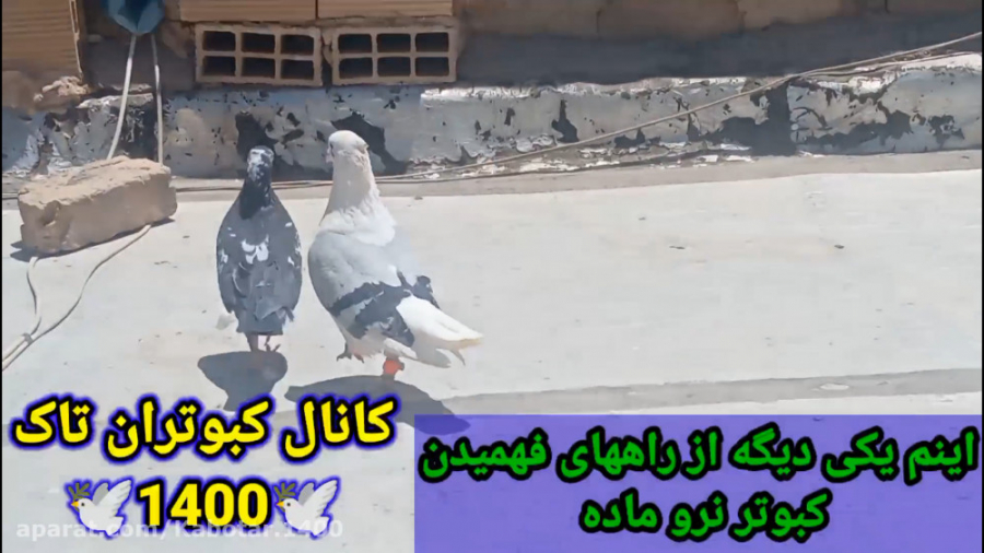 نمایشی از راههای فهمیدن کبوتر...