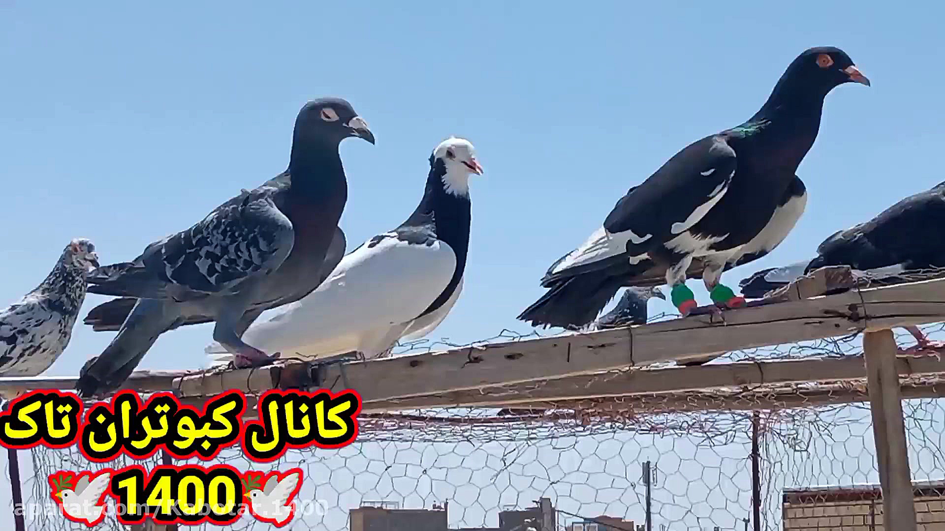 کبوتر بازی.تعدادی از جوجه ها ر...