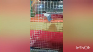 بازی کردن پریا روی ترامپولین |...