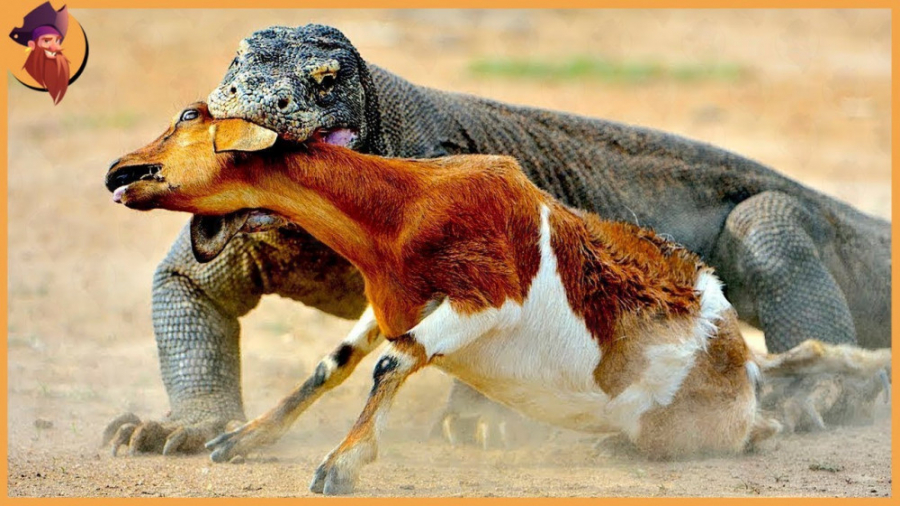 جنگ و نبرد حیوانات وحشی  حیوان...