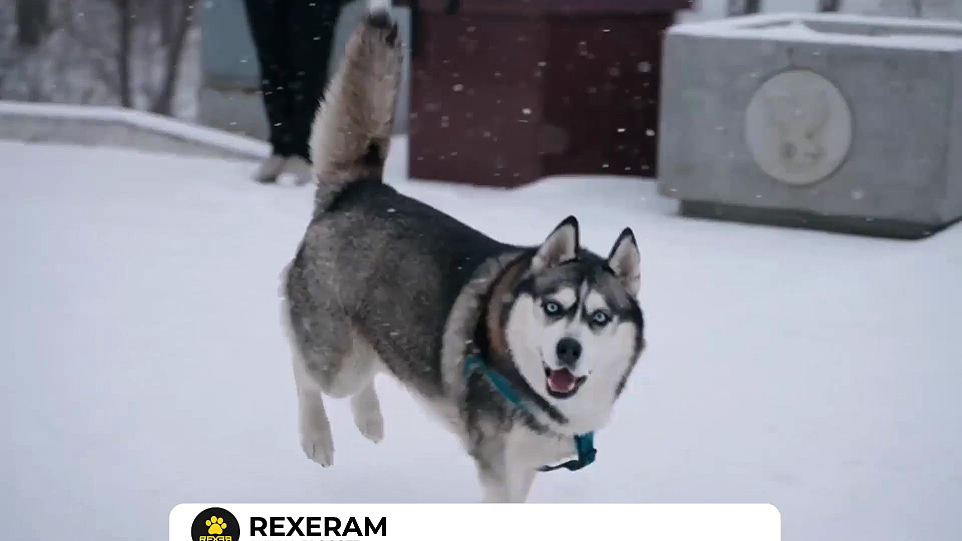 نتایج‌جفت‌گیری‌1۰سگ‌برتر‌جهان‌...