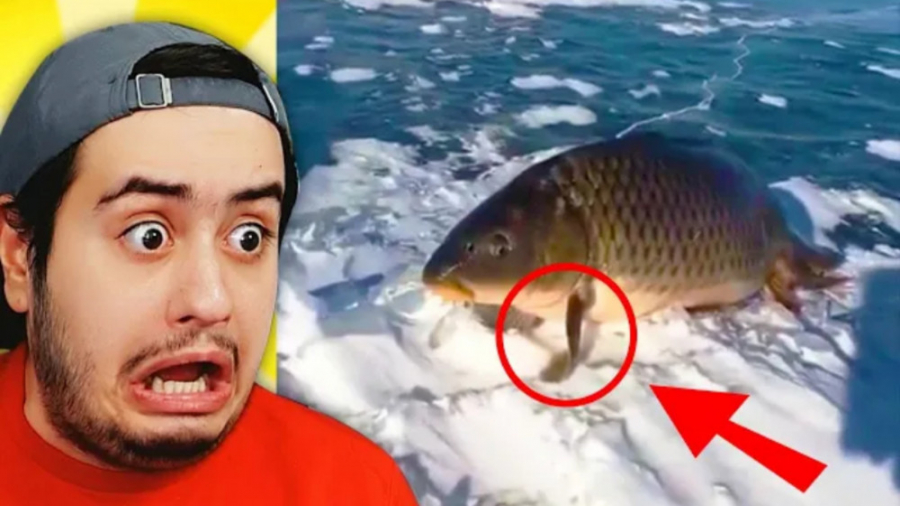 این ماهی میتونه روی زمین راه ب...